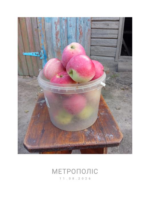 Продам яблука оптом фото 1