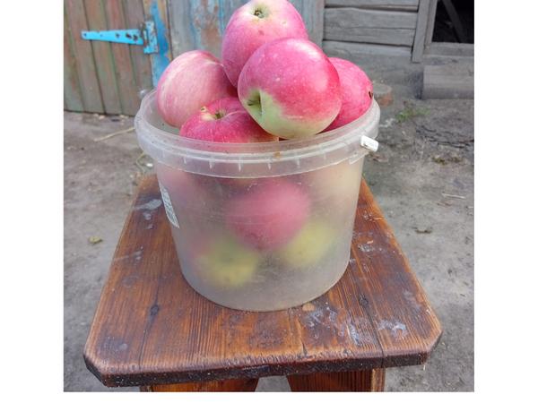 Продам яблука оптом фото