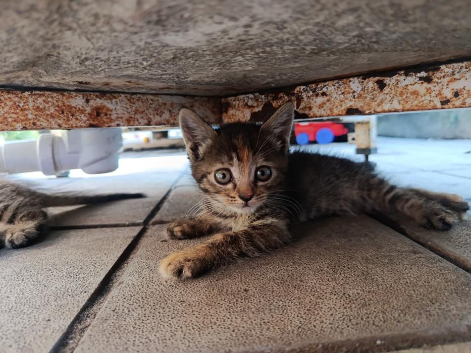 Котята фото 2