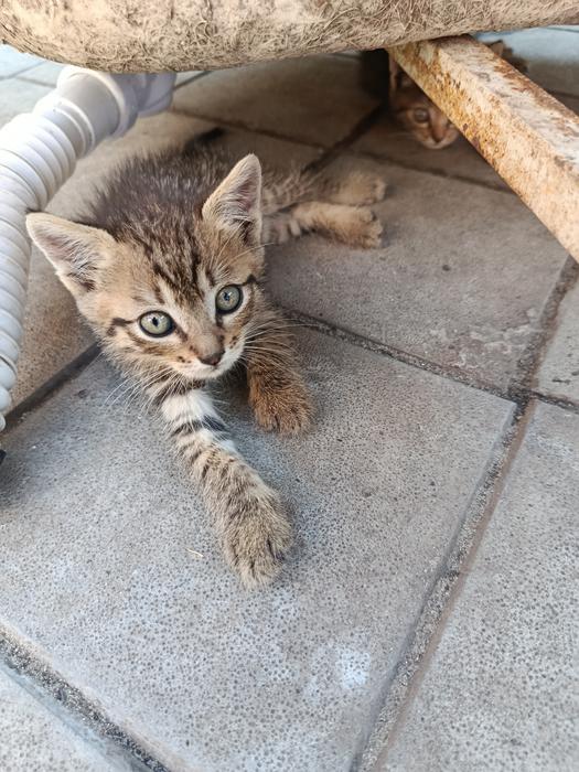 Котята фото 3