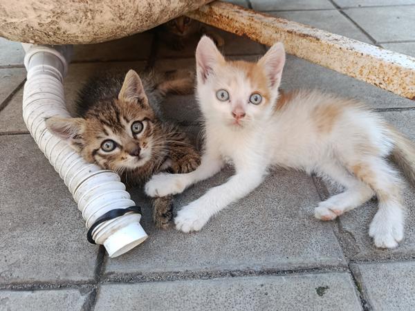 Котята фото