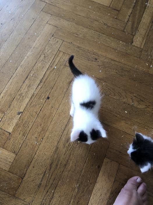 Котята ангора турецкая без док фото 1