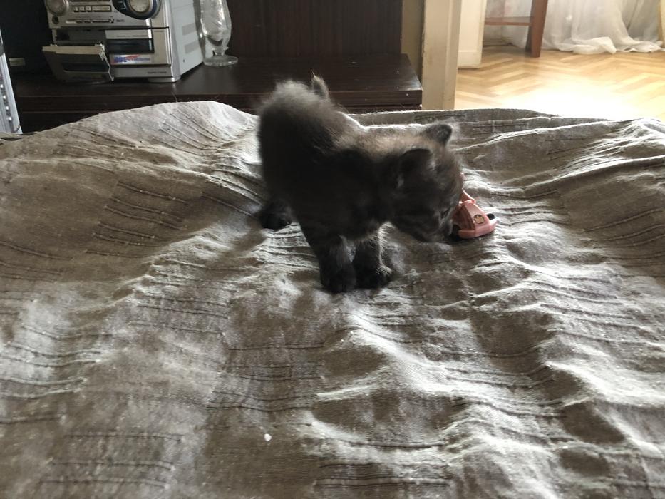 Котята ангора турецкая без док фото 2