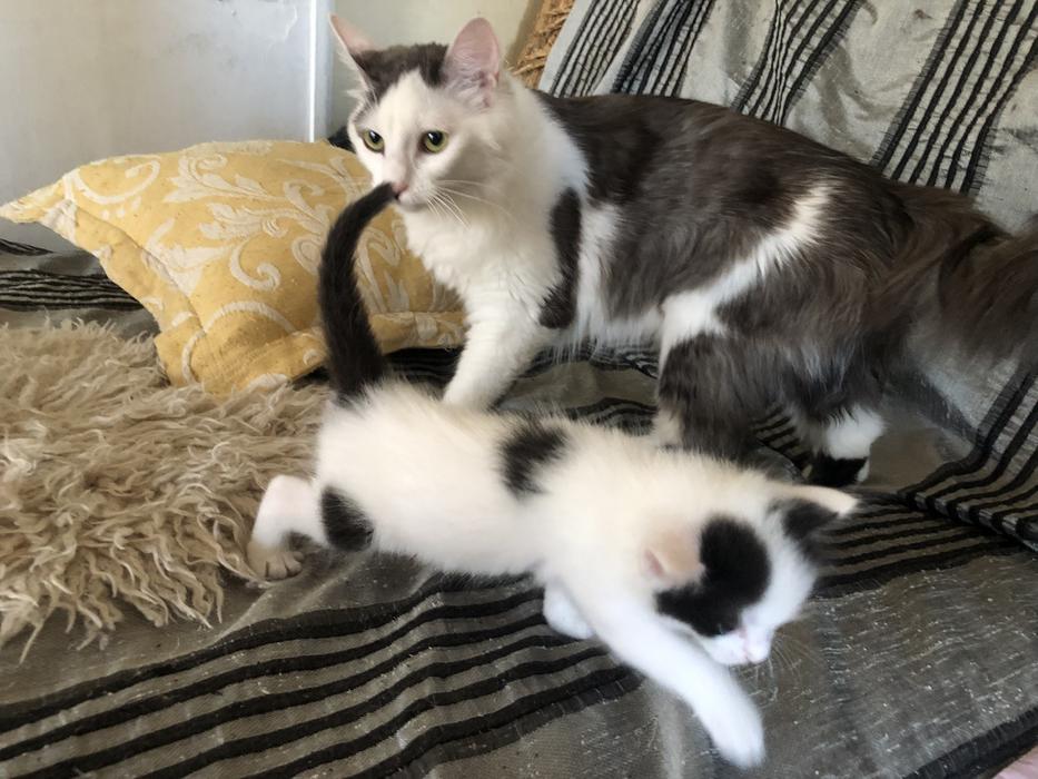 Котята ангора турецкая без док фото 3