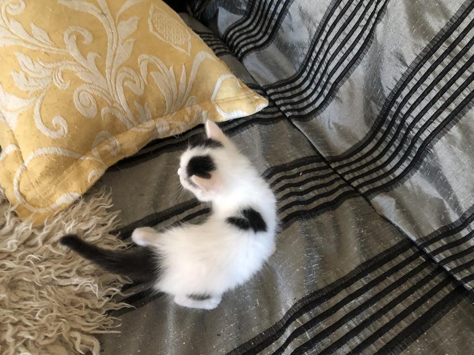 Котята ангора турецкая без док фото 4