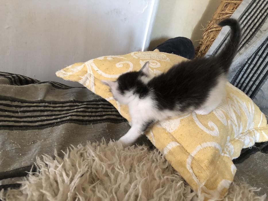 Котята ангора турецкая без док фото 5
