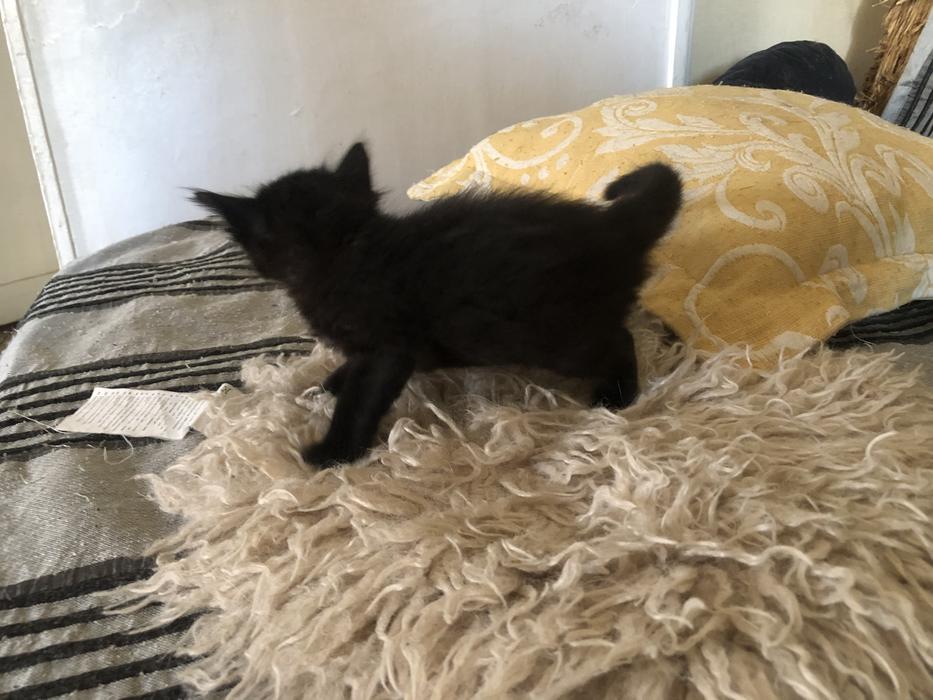 Котята ангора турецкая без док фото 6