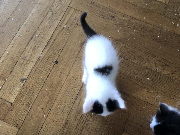 Котята ангора турецкая без док фото