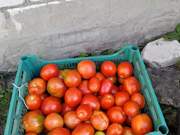 Помідори фото