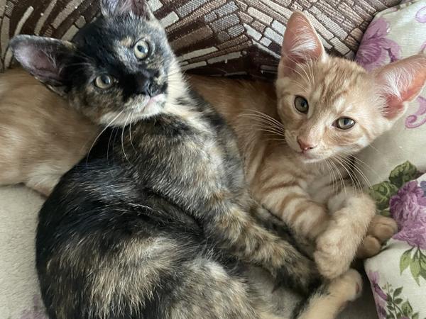 Кошенята фото