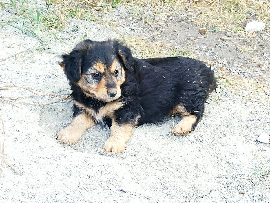 Цуценята в добрі руки photo 1
