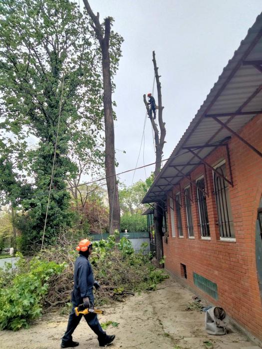 Спил дерева, услуги сад покос травы , Одесса фото 2