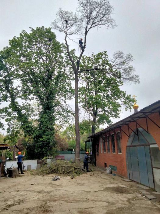 Спил дерева, услуги сад покос травы , Одесса фото 4