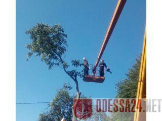 Спил дерева, услуги сад покос травы , Одесса фото 7