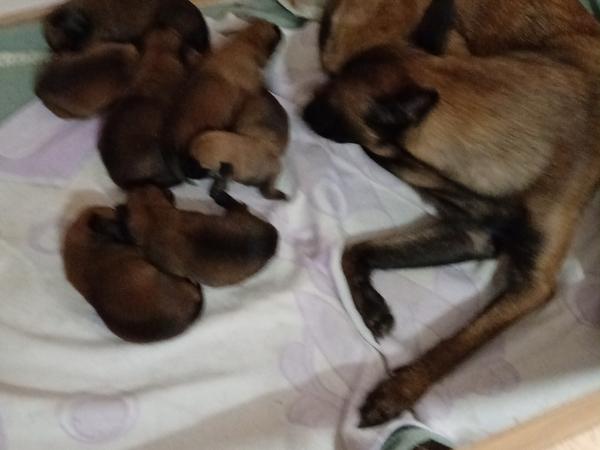 Цуценята Бельгійської вівчарки,продаж photo
