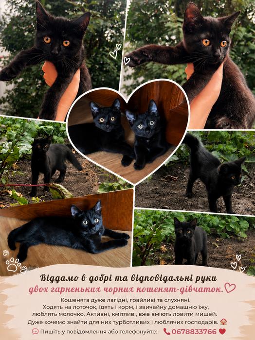 🐾 Котики шукають люблячу родину! photo 1