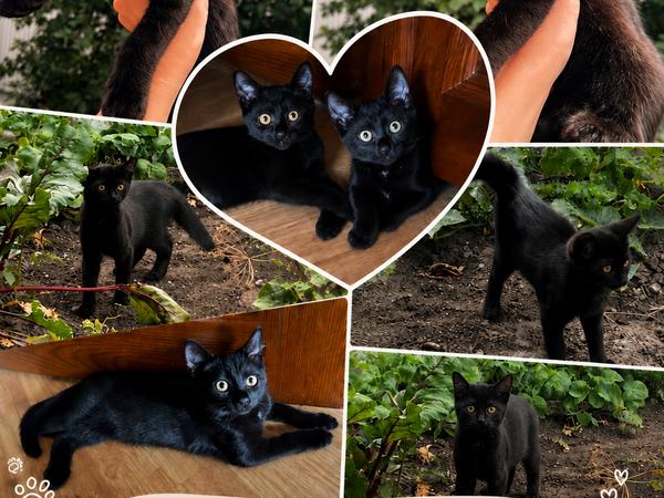 🐾 Котики шукають люблячу родину! photo
