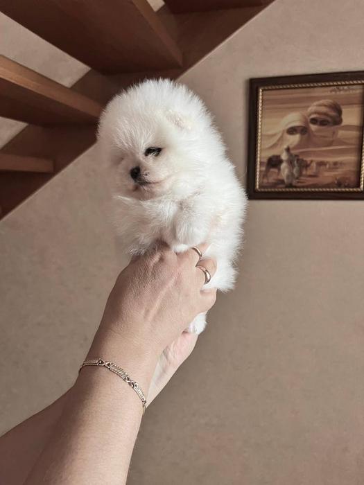 Померанский Шпиц Мини Мишка photo 2