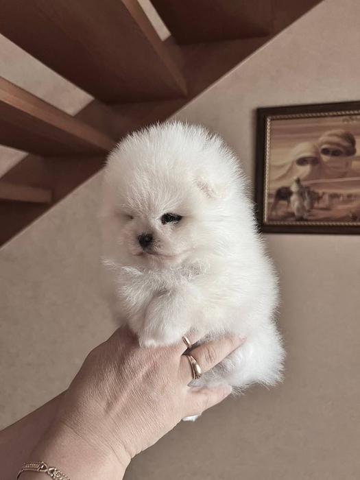 Померанский Шпиц Мини Мишка photo 3