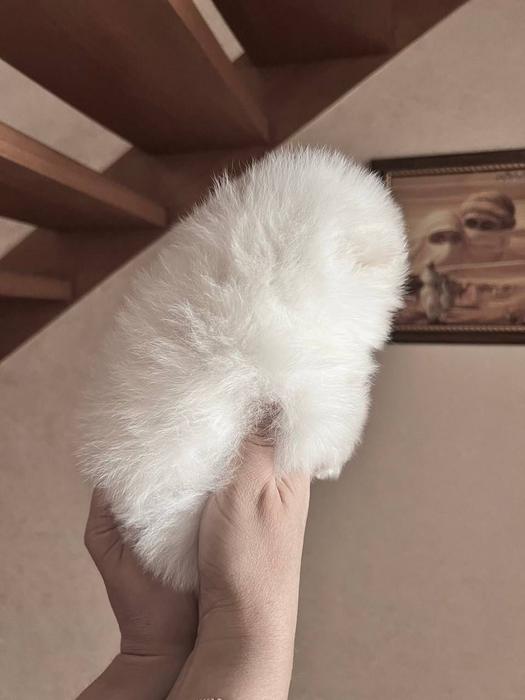 Померанский Шпиц Мини Мишка photo 6
