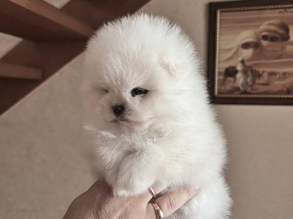 Померанский Шпиц Мини Мишка photo