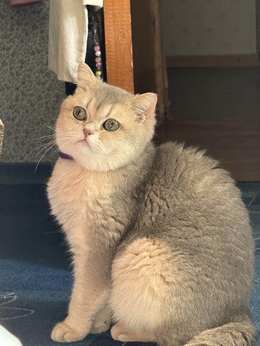 Кот Британец шиншилловый окрас 2 года photo 1
