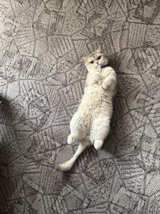 Кот Британец шиншилловый окрас 2 года photo 2