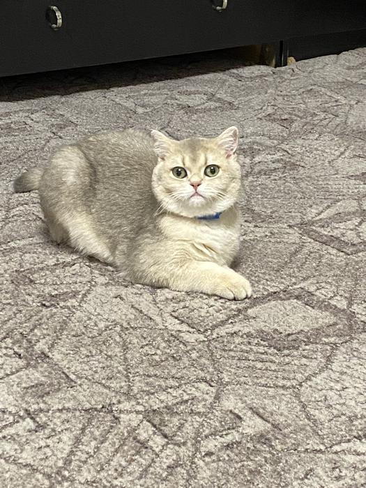 Кот Британец шиншилловый окрас 2 года photo 3