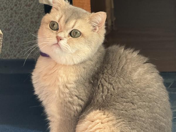 Кот Британец шиншилловый окрас 2 года фото