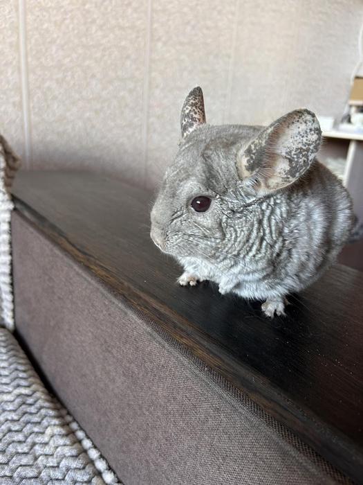 Шиншила photo 1