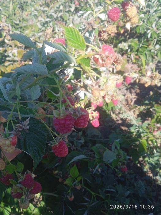 Продам саджанці малини photo 5