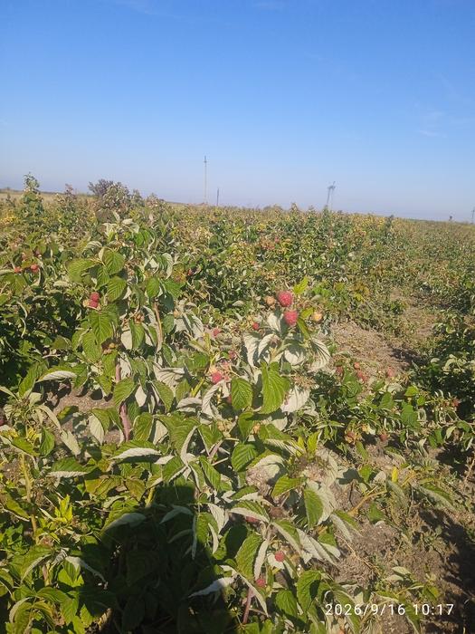 Продам саджанці малини photo 8