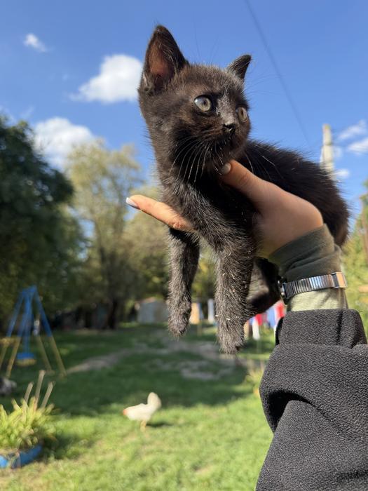 Кіт в добрі руки , БЕЗКОШТОВНО фото 1