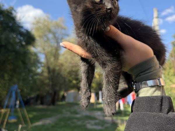 Кіт в добрі руки , БЕЗКОШТОВНО фото