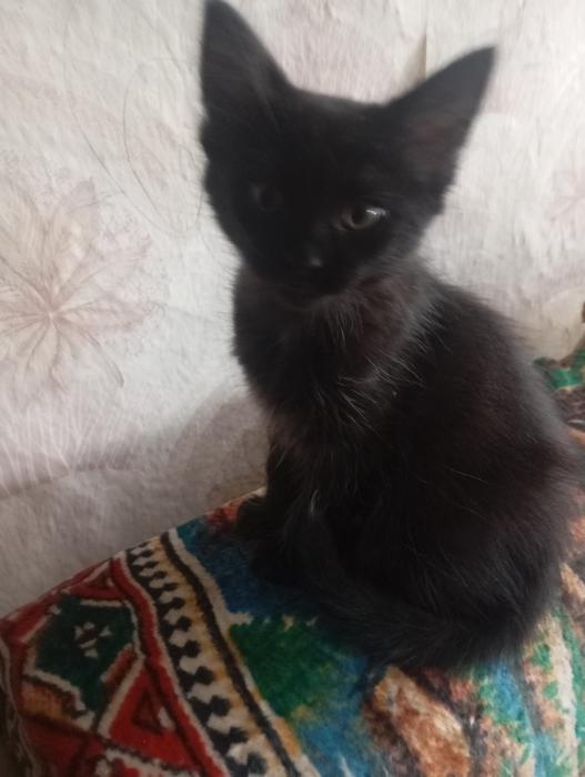 Котята фото 1