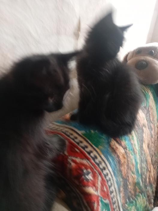 Котята фото 2