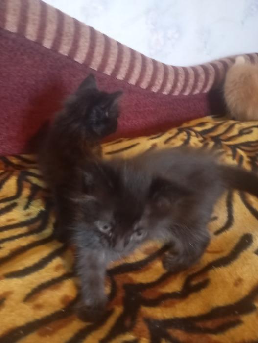 Котята фото 7
