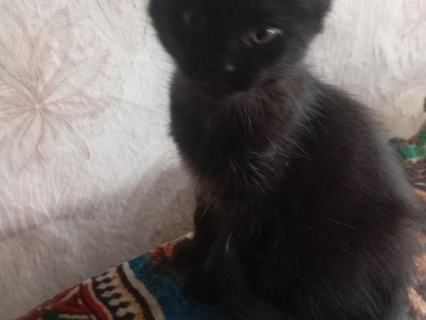 Котята фото