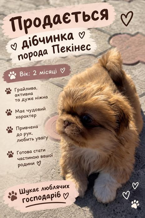 Продаж цуценята фото 1