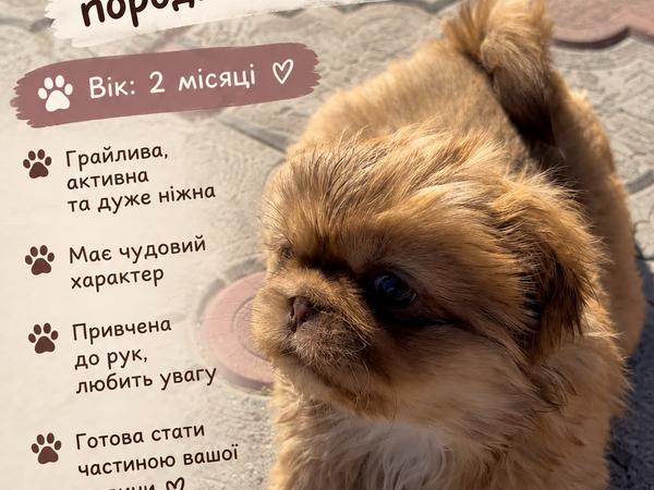 Продаж цуценята фото